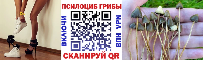где найти наркотики  Полесск  Псилоцибиновые грибы мицелий 